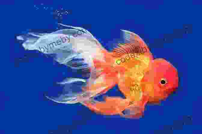 A Beautiful Veiltail Goldfish With Flowing Fins Veiltail Goldfish Clarice Brough