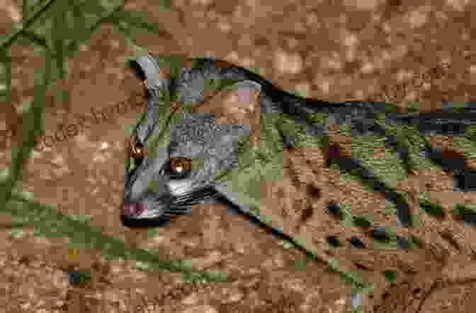 A Close Up Of A Rusty Spotted Genet With Its Distinctive Spotted Pattern And Long, Slender Body. Facts About The Rusty Spotted Genet (A Picture For Kids 455)