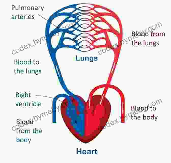 A Diagram Of The Human Circulatory System, Showing The Heart, Blood Vessels, And Blood Flow. Human Anatomy Made Amazingly Easy (Made Amazingly Easy Series)