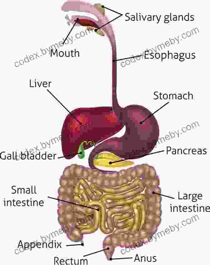 A Diagram Of The Human Digestive System, Showing The Major Organs And Their Anatomical Location. Human Anatomy Made Amazingly Easy (Made Amazingly Easy Series)