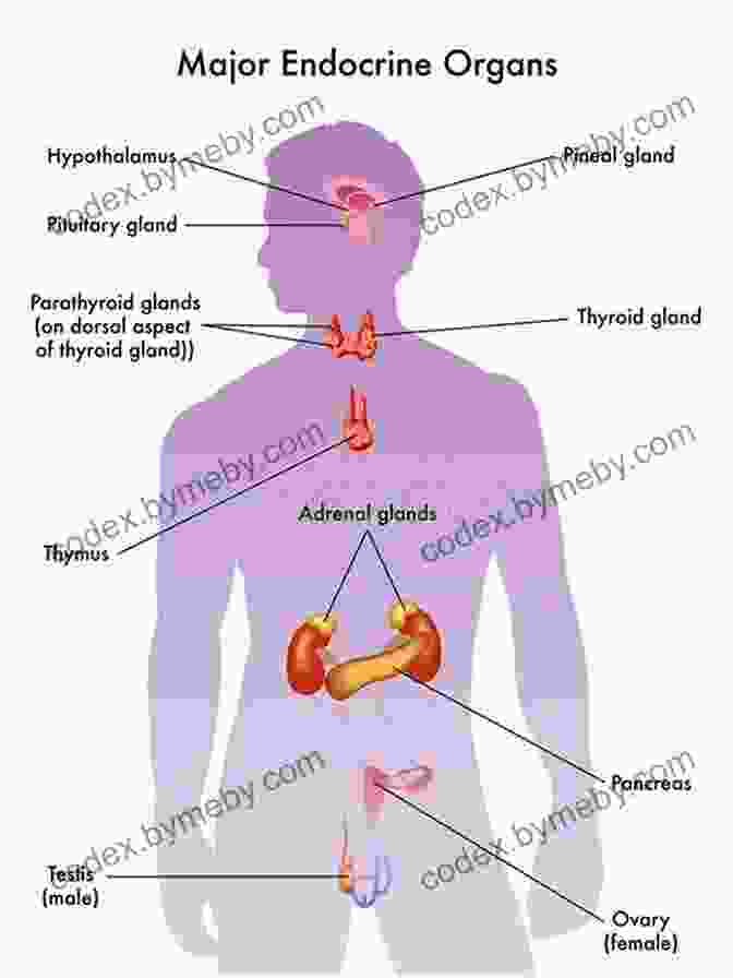 A Diagram Of The Human Endocrine System, Showing The Major Endocrine Glands And Their Anatomical Location. Human Anatomy Made Amazingly Easy (Made Amazingly Easy Series)