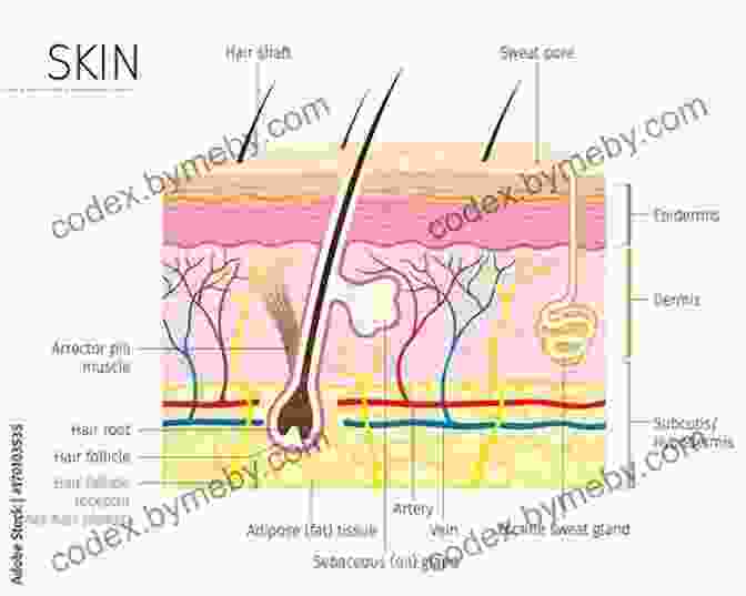 A Diagram Of The Human Integumentary System, Showing The Structure Of The Skin, Hair, And Nails. Human Anatomy Made Amazingly Easy (Made Amazingly Easy Series)