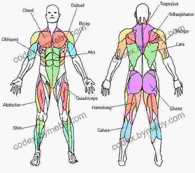 A Diagram Of The Human Muscular System, Showing The Major Muscle Groups And Their Anatomical Location. Human Anatomy Made Amazingly Easy (Made Amazingly Easy Series)