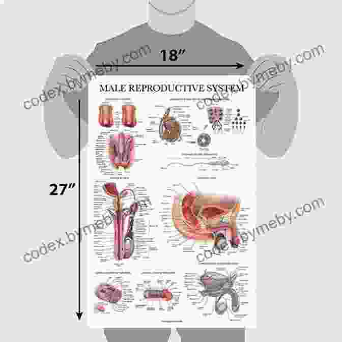 A Diagram Of The Human Reproductive Systems, Showing The Male And Female Organs And Their Anatomical Location. Human Anatomy Made Amazingly Easy (Made Amazingly Easy Series)