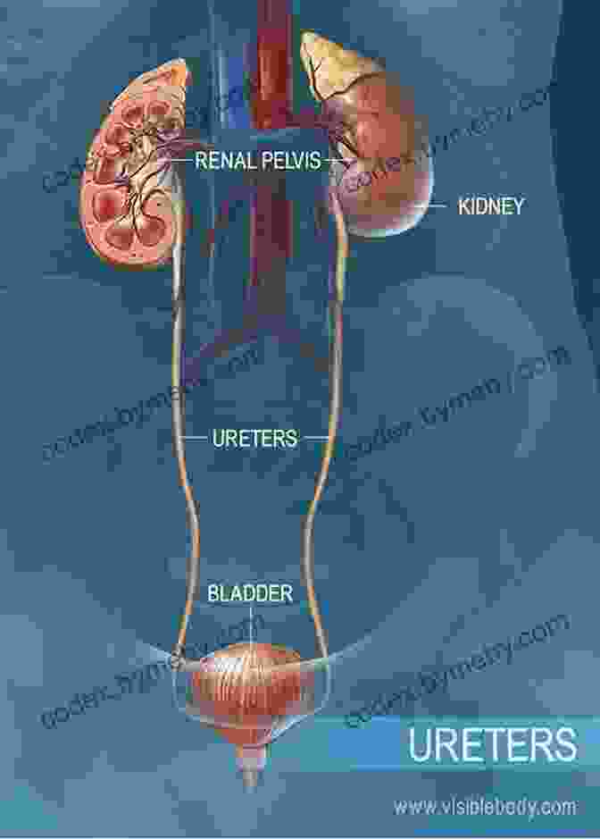 A Diagram Of The Human Urinary System, Showing The Kidneys, Bladder, And Ureters. Human Anatomy Made Amazingly Easy (Made Amazingly Easy Series)