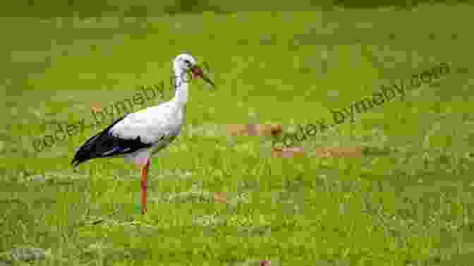 A Family Of Storks Standing In A Meadow Where Have All The Storks Gone?: A His And Hers Guide To Infertility