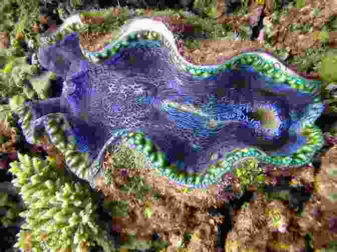 A Giant Clam Opens Its Massive Shell, Revealing Its Colorful Mantle And Intricate Patterns. Facts About The Giant Clam (A Picture For Kids 442)