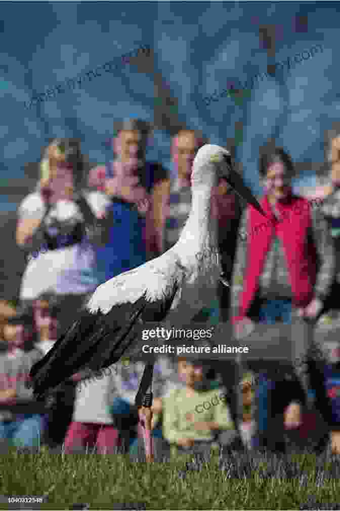 A Group Of People Releasing A Stork Into The Wild Where Have All The Storks Gone?: A His And Hers Guide To Infertility