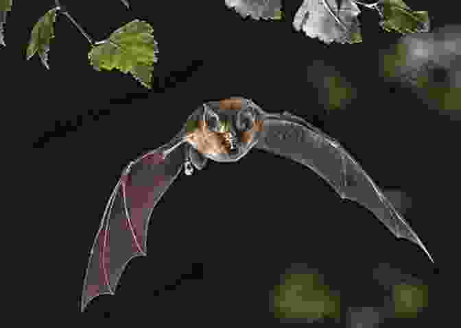 A Horseshoe Bat Flying In The Dark Facts About The Horseshoe Bat (A Picture For Kids 438)