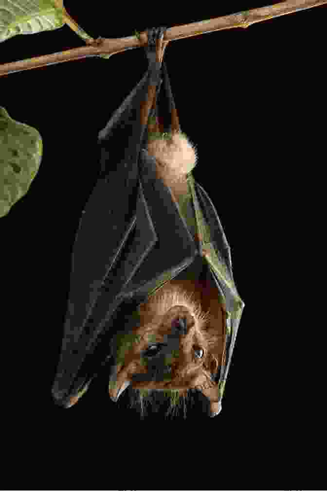 A Horseshoe Bat Hanging Upside Down From A Branch Facts About The Horseshoe Bat (A Picture For Kids 438)