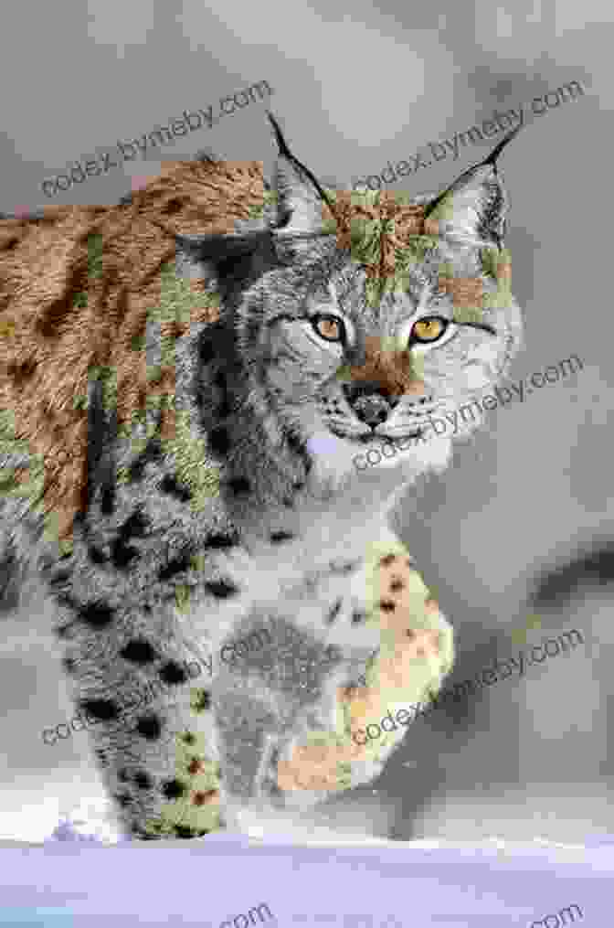 A Lynx Walking Through The Snow Facts About The Lynx (A Picture For Kids 278)