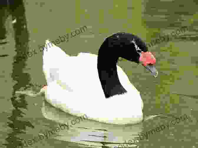 A Majestic Black Necked Swan Glides Gracefully Through The Water, Its Long, Elegant Neck Arched. Facts About The Black Necked Swan (A Picture For Kids 452)