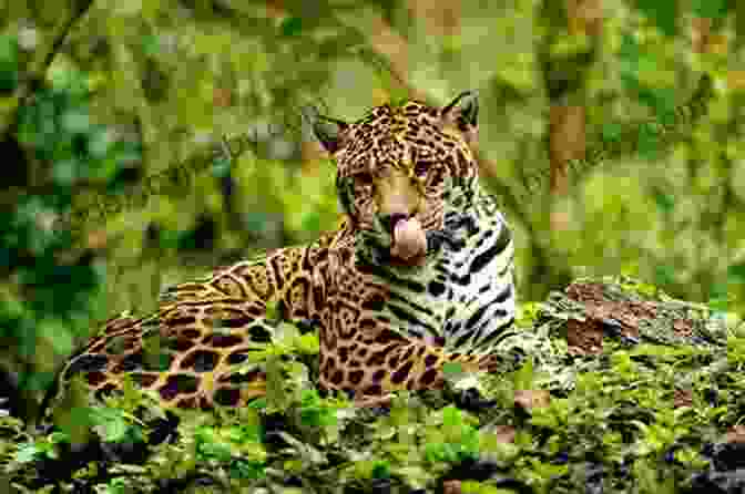 A Majestic Jaguar In Its Natural Rainforest Habitat Facts About The Jaguar (A Picture For Kids 286)