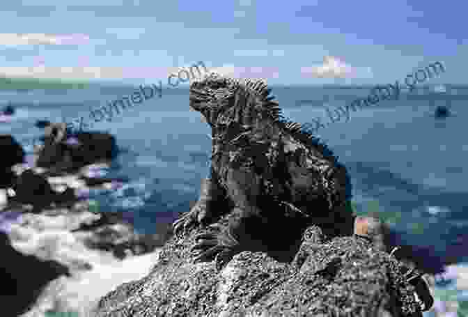 A Marine Iguana Basking On A Rock In The Galapagos Islands. Facts About The Marine Iguana (A Picture For Kids 75)