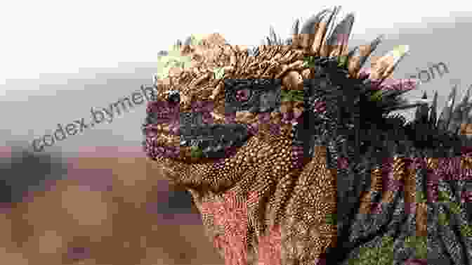 A Marine Iguana Showing Its Salt Glands Near Its Nostrils. Facts About The Marine Iguana (A Picture For Kids 75)