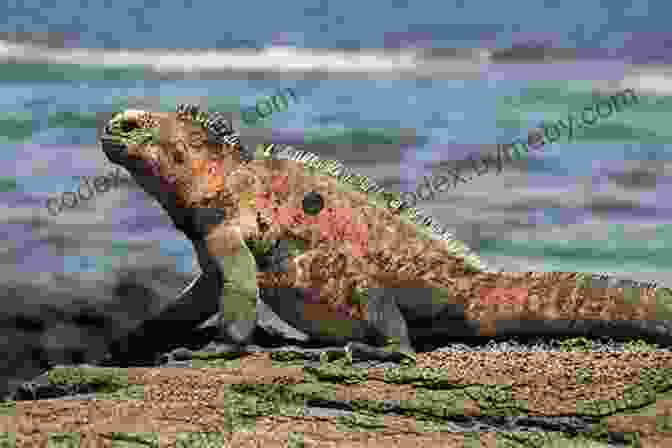 A Marine Iguana Swimming In The Galapagos Islands. Facts About The Marine Iguana (A Picture For Kids 75)