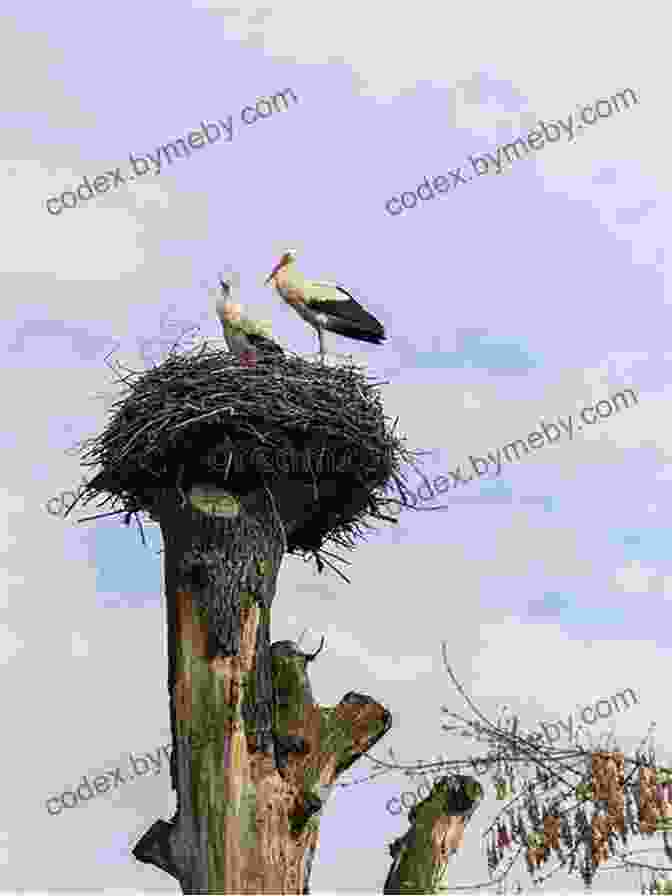 A Pair Of Storks Nesting In A Treetop Where Have All The Storks Gone?: A His And Hers Guide To Infertility