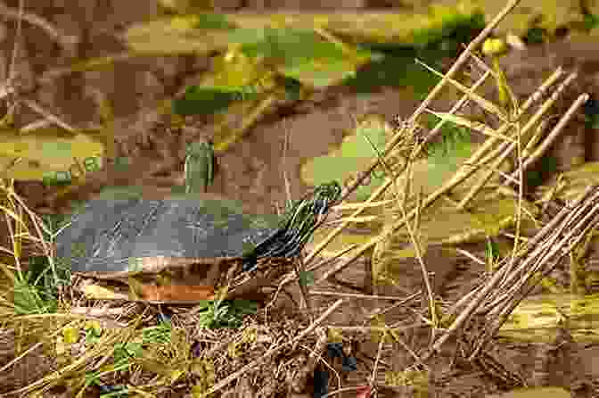 A River Cooter Basking In The Sun Facts About The River Cooter (A Picture For Kids 457)