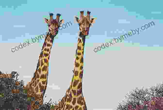 A Silly Rhyming Picture Of A Giraffe With A Very Long Neck If You Have A Hat: A Silly Rhyming Picture For Kids