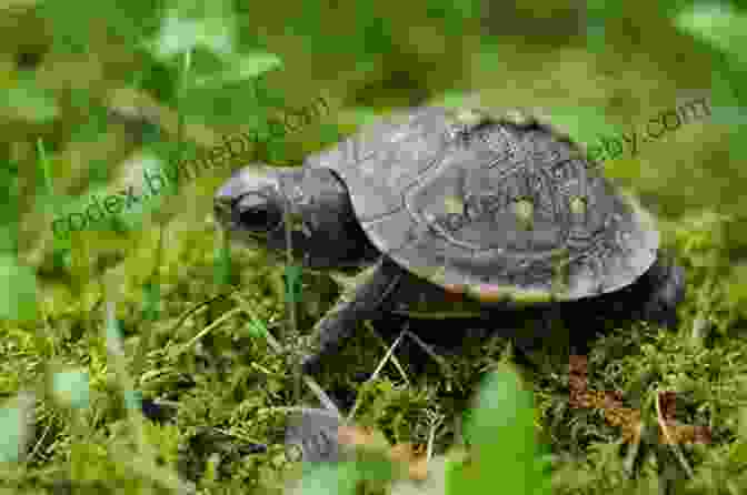 A Stunning Musk Turtle Basking On A Rock, Its Vibrant Green Shell And Intricate Markings Capturing The Viewer's Attention. Facts About The Musk Turtle (A Picture For Kids 445)