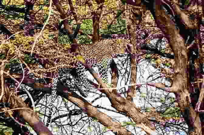 A Stunning Photograph Of A Leopard Resting On A Branch, Surrounded By Lush Vegetation, With The Moon Visible In The Background The Leopard Behind The Moon