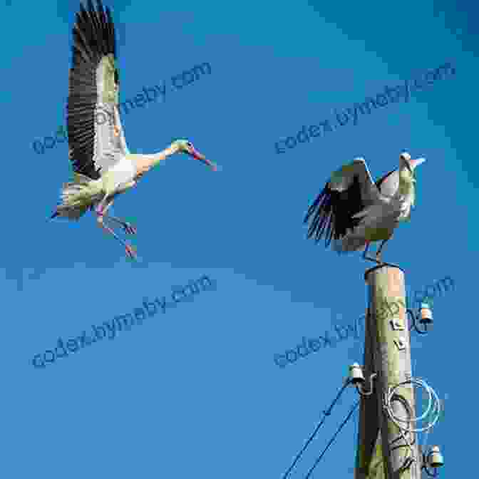 A White Stork In Flight Against A Blue Sky Where Have All The Storks Gone?: A His And Hers Guide To Infertility