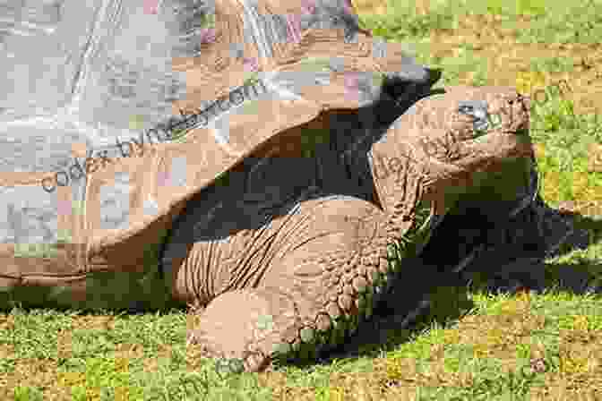 Aldabra Giant Tortoise Basking In The Sun Facts About The Aldabra Giant Tortoise (A Picture For Kids 313)