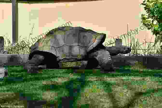 Aldabra Giant Tortoise Exploring Its Habitat Facts About The Aldabra Giant Tortoise (A Picture For Kids 313)