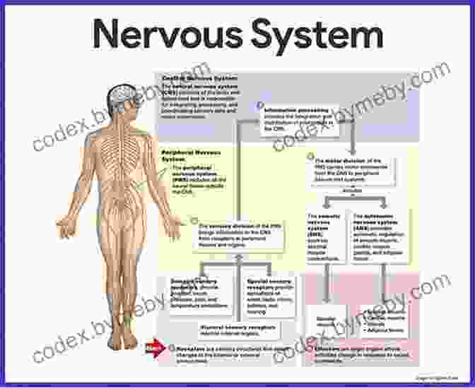 An Illustration Of The Human Nervous System, Showing The Major Components Of The Brain, Spinal Cord, And Peripheral Nerves. Human Anatomy Made Amazingly Easy (Made Amazingly Easy Series)