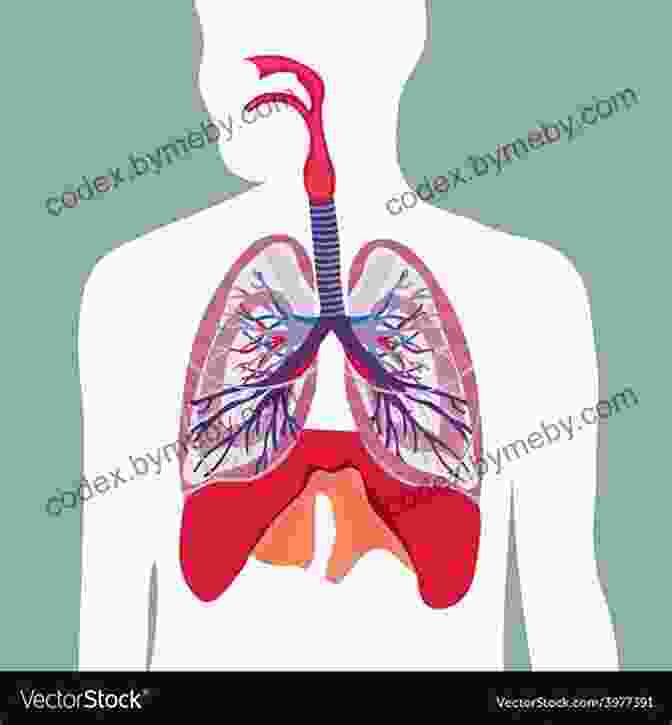 An Illustration Of The Human Respiratory System, Showing The Lungs, Airways, And Respiratory Muscles. Human Anatomy Made Amazingly Easy (Made Amazingly Easy Series)