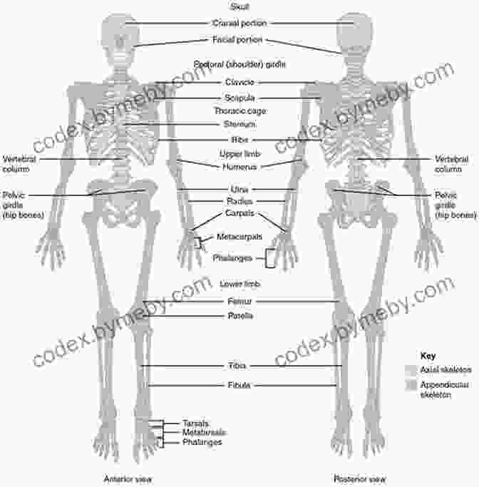 An Illustration Of The Human Skeletal System In A Standing Position, Highlighting The Major Bones And Joints. Human Anatomy Made Amazingly Easy (Made Amazingly Easy Series)