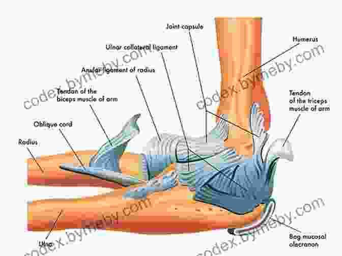 Anatomy Of The Elbow Elbow Boxing 2: Foundational Elements Of The Brutal Art