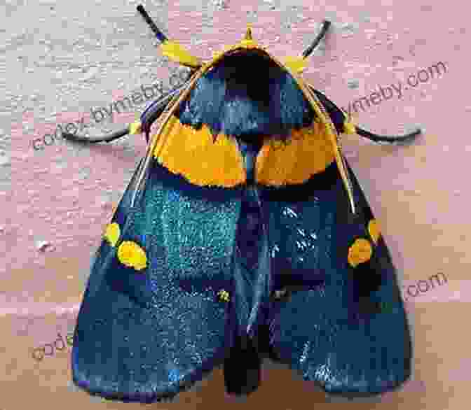 Anatopsis Moths Showcasing A Breathtaking Display Of Colors And Patterns Anatopsis Chris Abouzeid