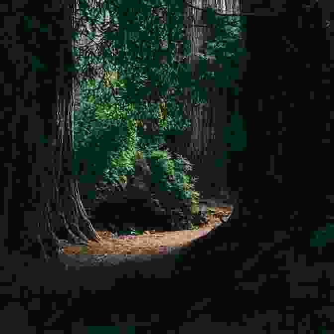 Anya And Ethan Standing Together In A Shadowed Forest The Year Of Shadows Claire Legrand