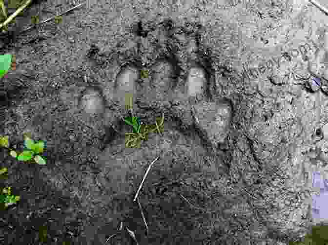 Bear Tracking In The Wilderness Mountain Rescue Doctor: Wilderness Medicine In The Extremes Of Nature