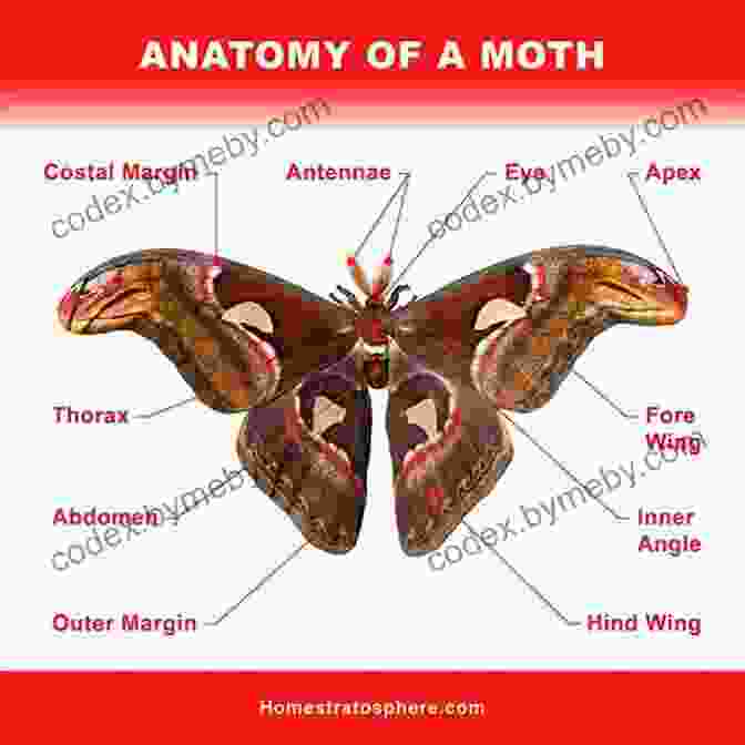 Close Up Of Anatopsis Moth Anatomy, Showcasing Its Unique Mouthparts And Delicate Scales Anatopsis Chris Abouzeid