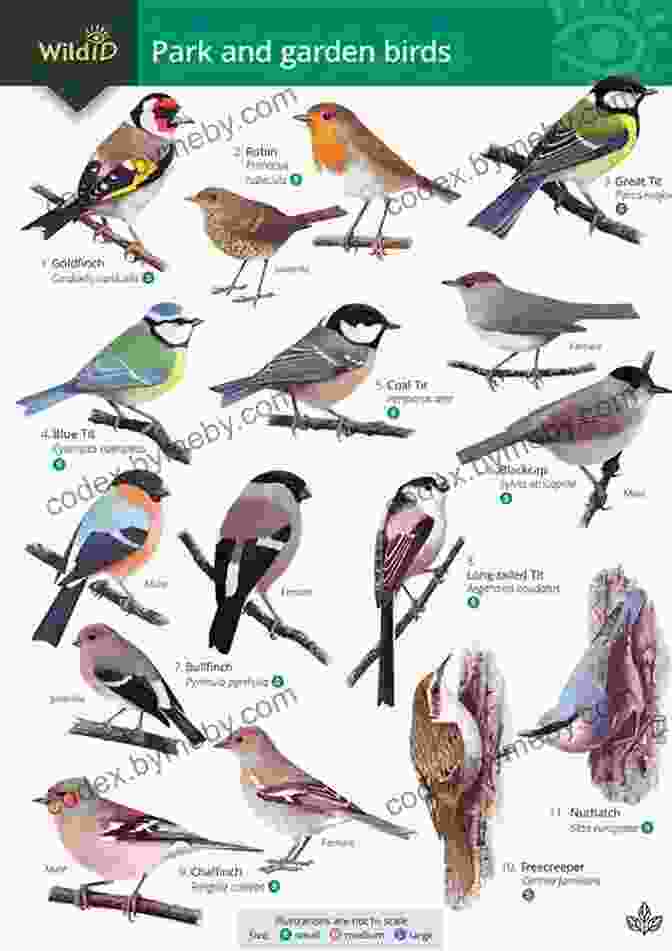 Detailed Field Guide Page Featuring Information On A Specific Bird Species. Celebrating Birds: An Interactive Field Guide Featuring Art From Wingspan