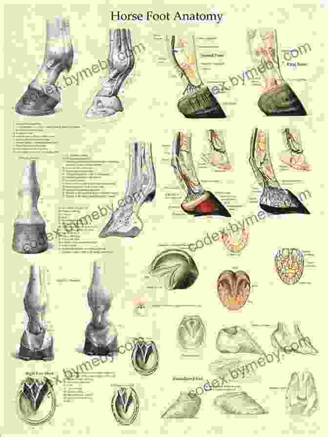 Detailed Illustration Of The Horse's Foot Anatomy The Illustrated Horse S Foot: A Comprehensive Guide