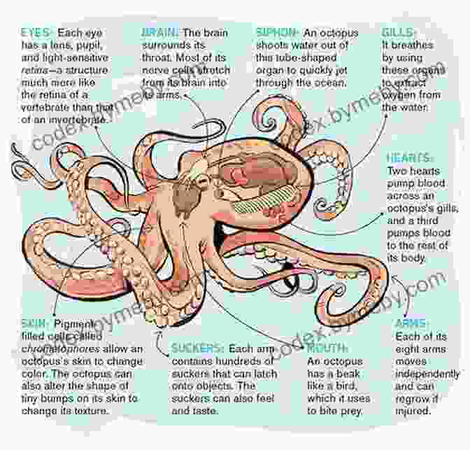 Diagram Of The Wondrous Octopus's Body, Showcasing Its Boneless Structure, Eight Prehensile Arms, And Suction Cups Facts About The Wonderpus Octopus (A Picture For Kids 453)