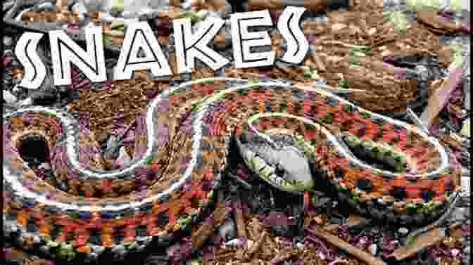 Diverse Nature Habitats Snakes For Kids: A Junior Scientist S Guide To Venom Scales And Life In The Wild (Junior Scientists)