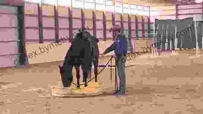 Emily And Her Horse Overcome A Challenging Obstacle Together Horse Wise (Saddle Club 11)