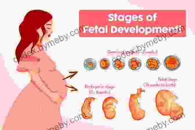 Fetal Development Fathering Right From The Start: Straight Talk About Pregnancy Birth And Beyond (Pregnant Fathers)