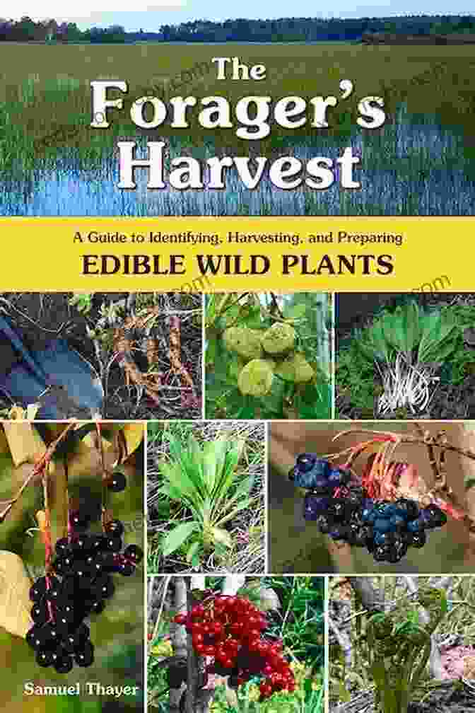 Finding Identifying And Preparing Edible Wild Foods Book Foraging Washington: Finding Identifying And Preparing Edible Wild Foods (Foraging Series)