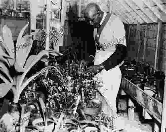 George Washington Carver Examining Peanut Plants In Tuskegee, Alabama George Washington Carver: A Life (Southern Biography Series)