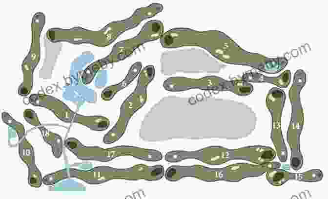 Golfer Planning His Shot On A Course Map, Assessing The Layout And Obstacles The Ways Of PGA Tour Players: Golf Tips From PGA Tour Players