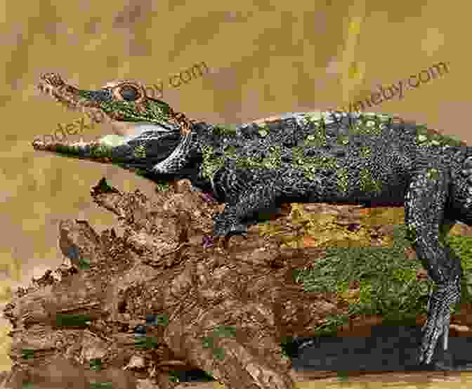 Headshot Of A Dwarf Crocodile, Showcasing Its Wide, Rounded Head And Powerful Jaws. Facts About The Dwarf Crocodile (A Picture For Kids 337)