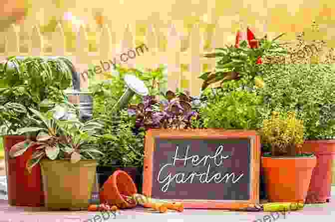 Image Of A Person Planning Out Their Herbal Garden The Native American Herbalist S Bible 10 In 1 : Official Herbal Medicine Encyclopedia Grow Your Personal Garden And Improve Your Wellness By Discovering The Native Herbal Dispensatory