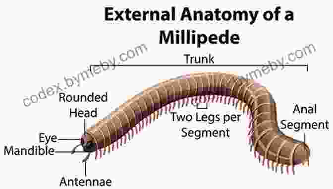 Millipede Anatomy Diagram Facts About The Millipede (A Picture For Kids 448)