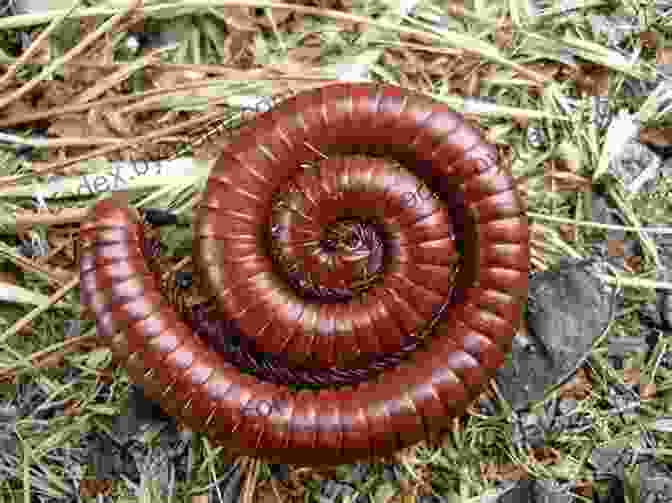 Millipede In Its Natural Habitat Facts About The Millipede (A Picture For Kids 448)