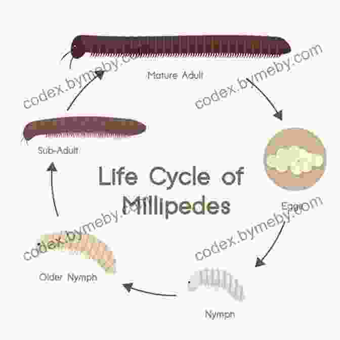 Millipede Reproduction Cycle Facts About The Millipede (A Picture For Kids 448)